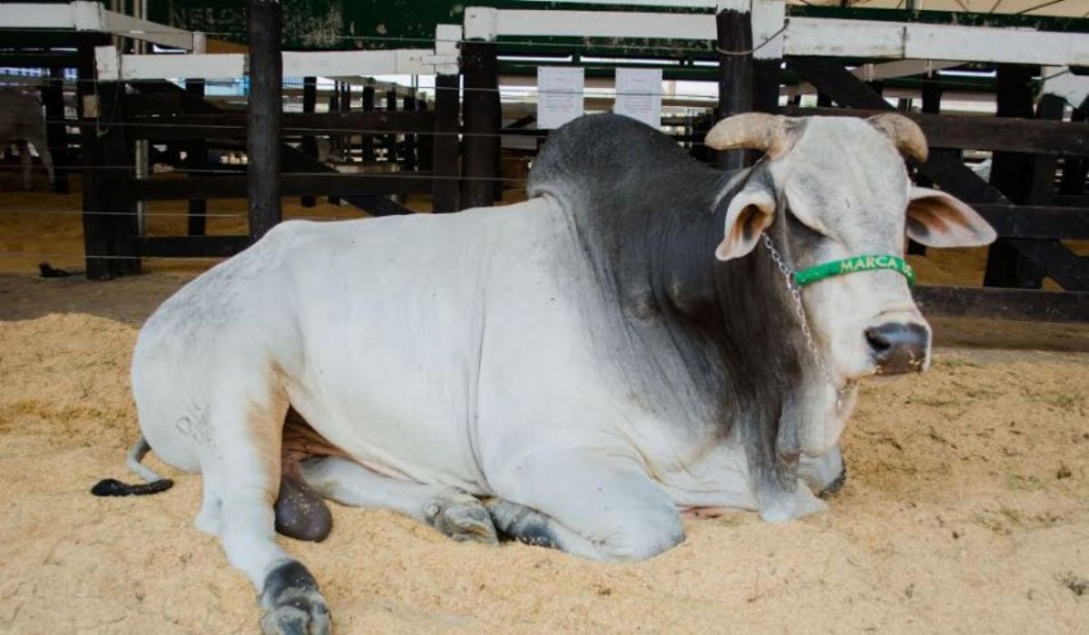 Melhoramento genético de touros é tema de palestra da Acrimat na 26ª Expojur