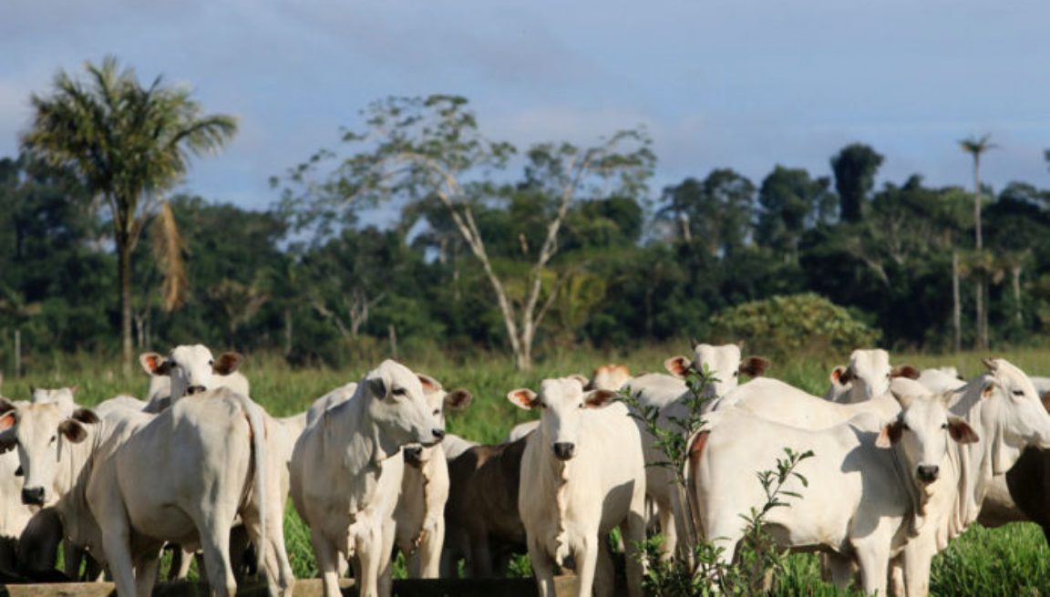 Produtor rural, o maior interessado na defesa do meio ambiente