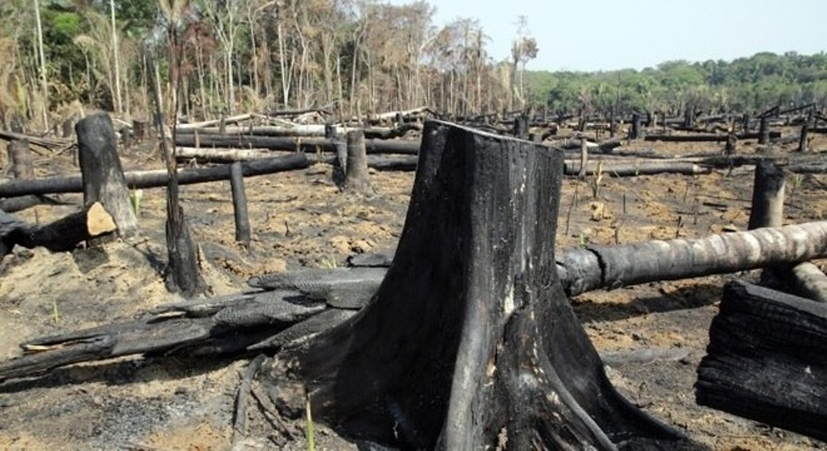 Empresas recusam produtos de áreas desmatadas da Amazônia