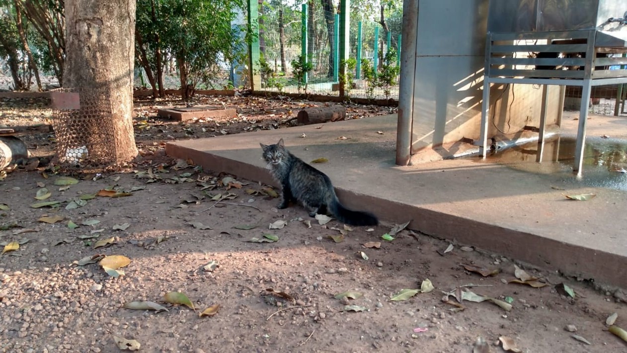 Funcionário de condomínio é detido por abandonar gato no horto florestal de Rondonópolis