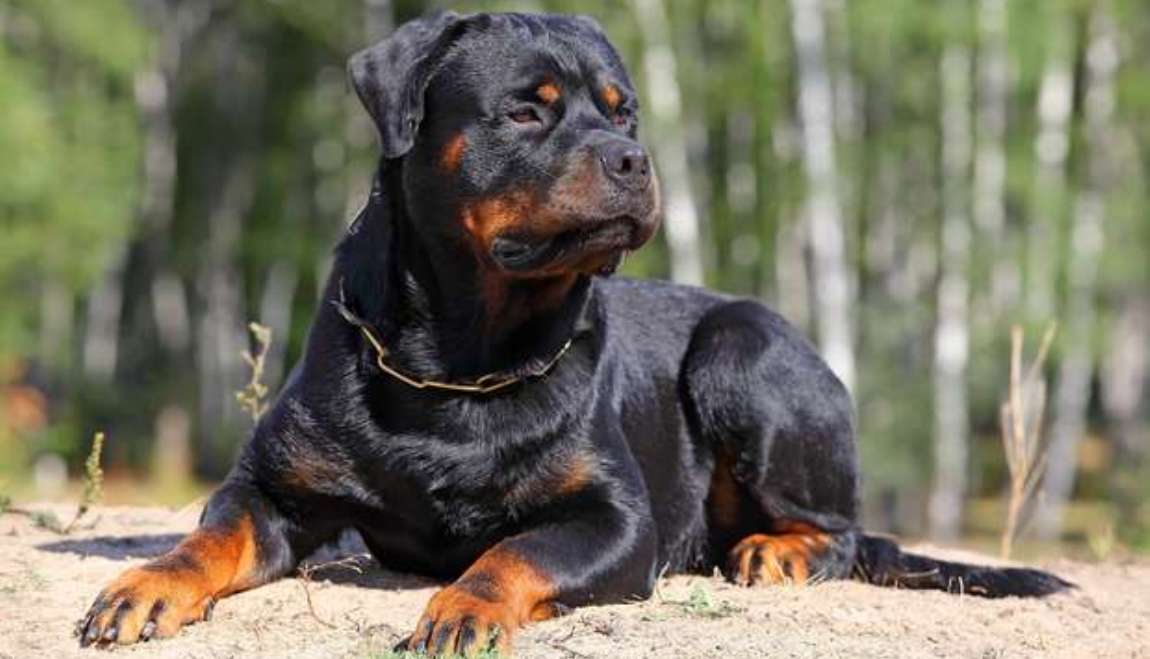 Bebê de 1 ano é morto em ataque de cão rottweiler no RS