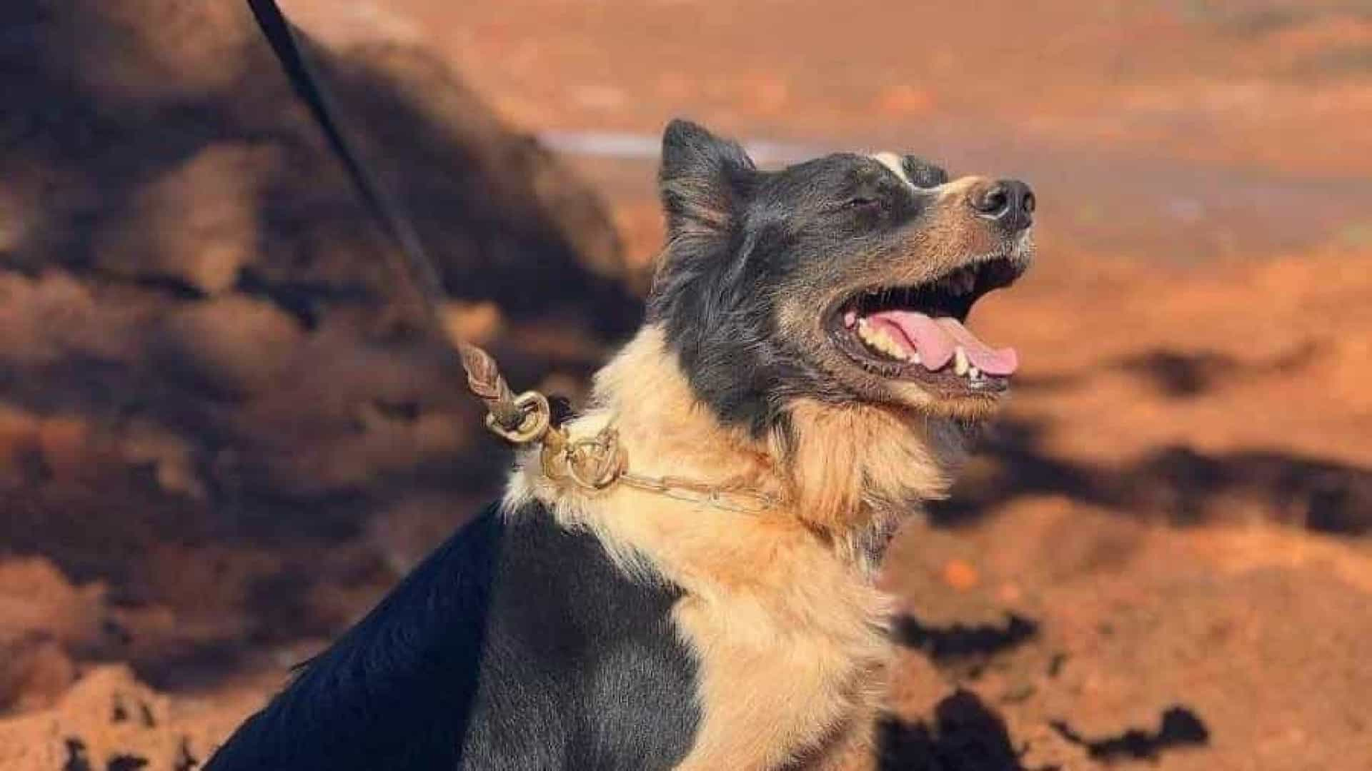 Morre cão responsável por localizar vítimas de Brumadinho e Mariana