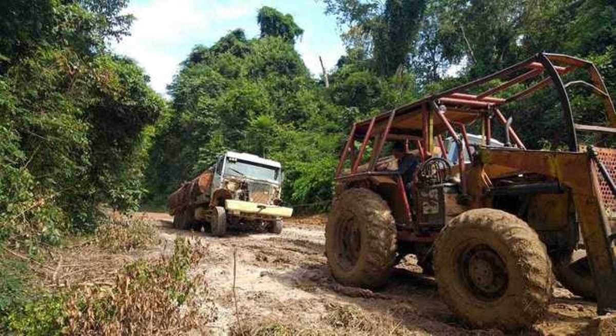 Prisão de maior desmatador do país piora crime ambiental na Amazônia