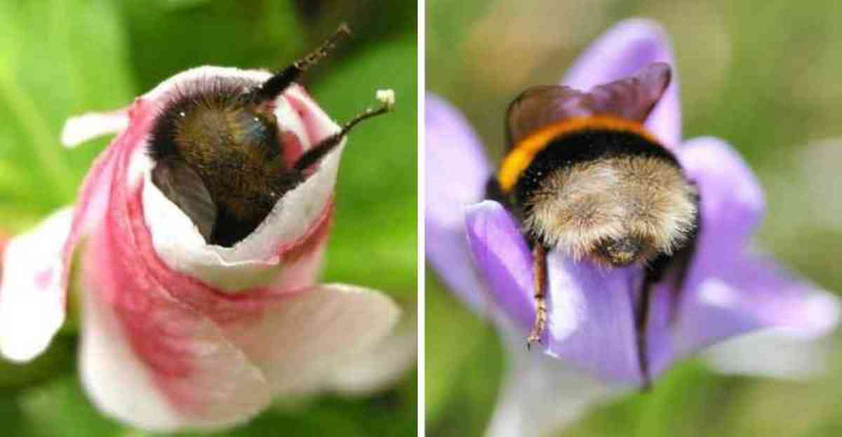 Fotos de abelhas cansadas dormindo de “bumbum pra cima” dentro de flores viralizam