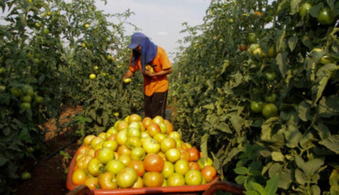 Pontes e Lacerda | Agricultura familiar procura manter rota de comercialização por meio de sites e encomendas via WhatsApp