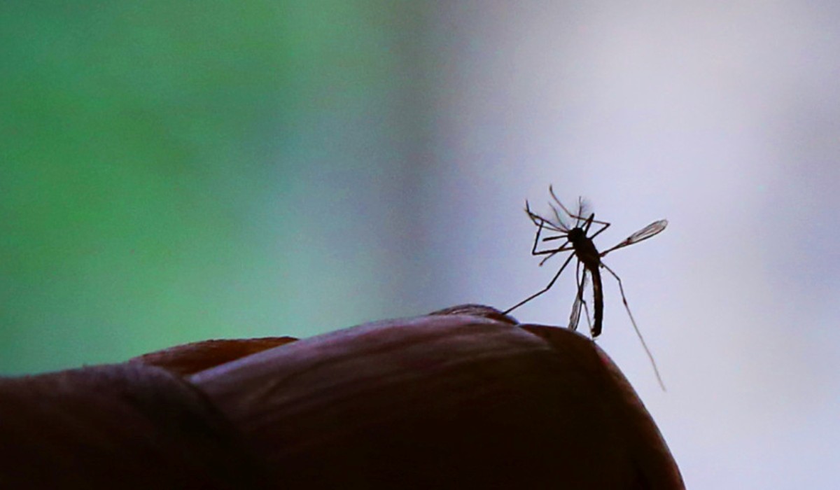 Número de casos confirmados de dengue passa de 50 mil no Paraná; 37 já morreram