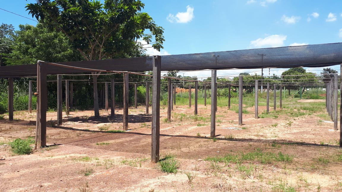 Município vai abrir viveiro de mudas de árvores nativas e frutíferas