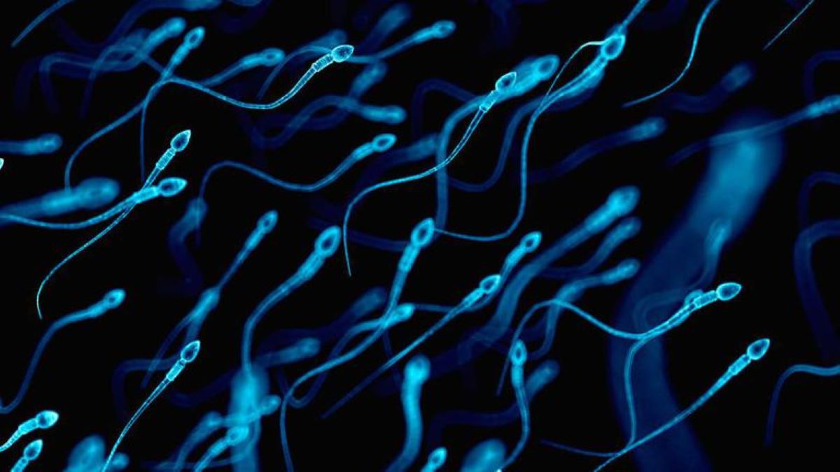 Espermatozóides “nadam” de maneira diferente do que pensávamos
