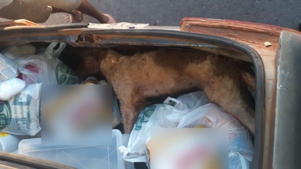Várzea Grande | Cachorro morre trancado em porta-malas de carro enquanto dono fazia compras em mercado