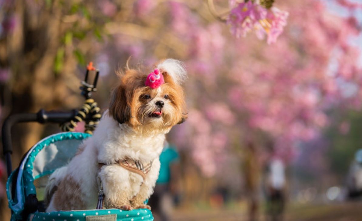 Chegada da primavera traz alerta sobre questões de saúde em pets