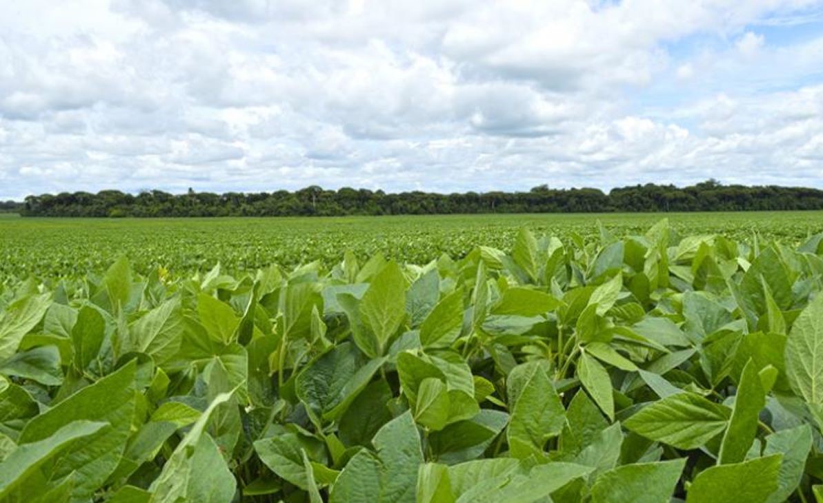 Audiência Pública virtual debate regularização ambiental em Mato Grosso