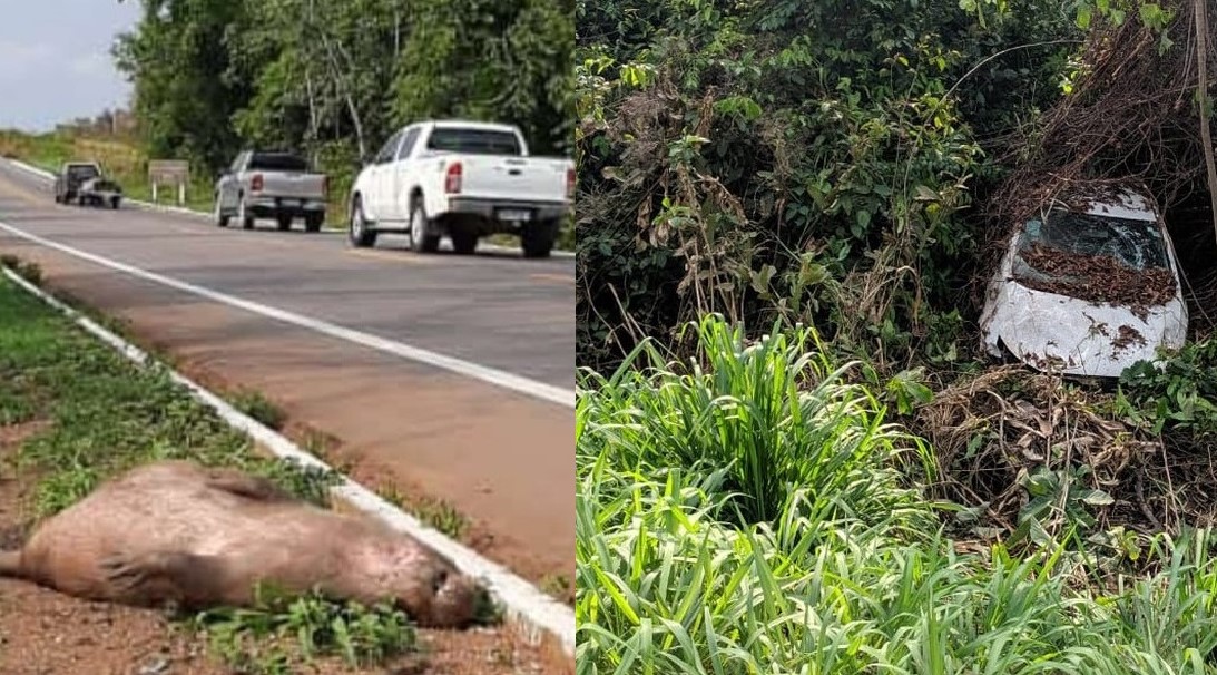 Mato Grosso | Menina de 9 anos morre após carro atropelar capivara e capotar na BR-163