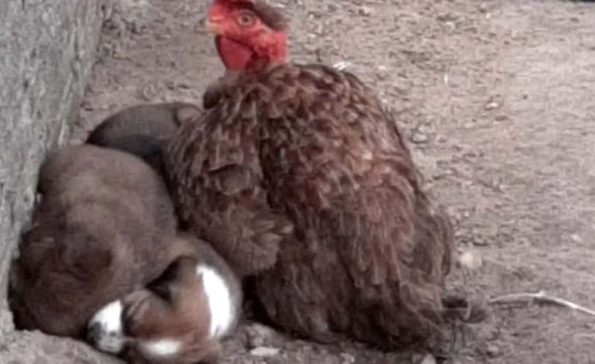 Galinha cria filhotes de cadela como se fossem pintinhos; veja vídeo