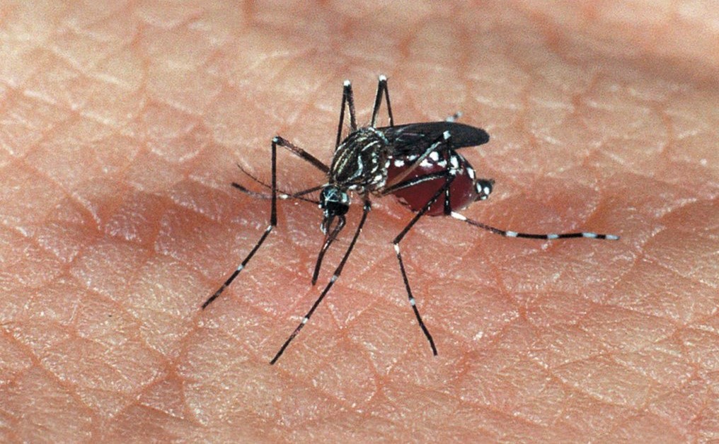 Especialista alerta para aumento no número de casos de dengue e orienta como se proteger
