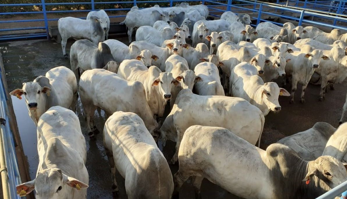 Circuito Nelore de Qualidade avalia 20.591 bovinos em 2020