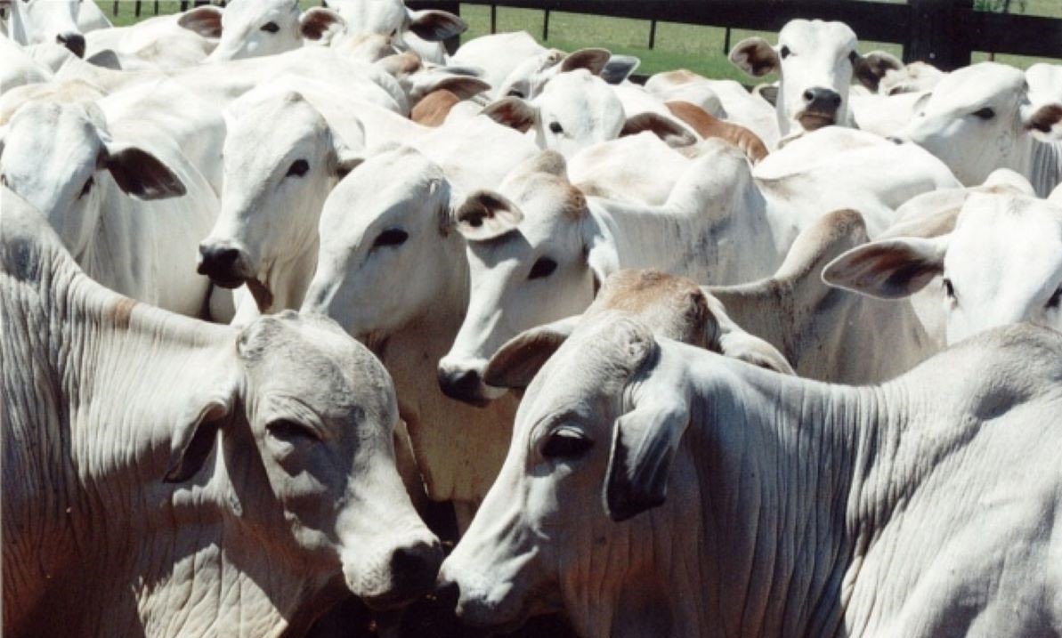 Mato Grosso | Bandidos invadem fazenda e roubam mais de 100 bezerros