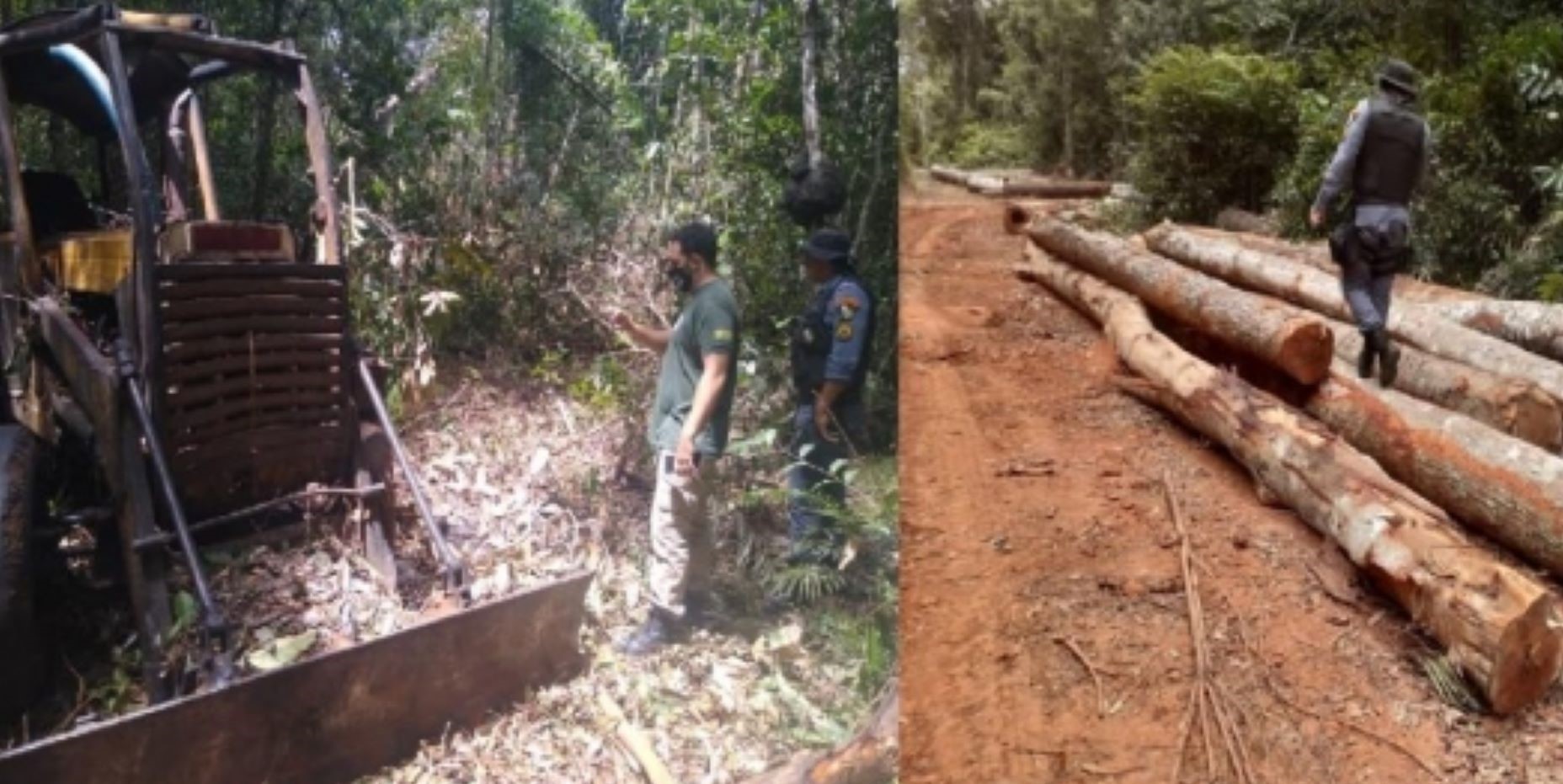 Feliz Natal | Trabalho integrado descobre área com exploração ilegal de madeira