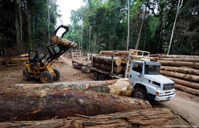 Mato Grosso registrou 60% de aumento na exploração madeireira em 2018 e 2019 e ilegalidade diminui