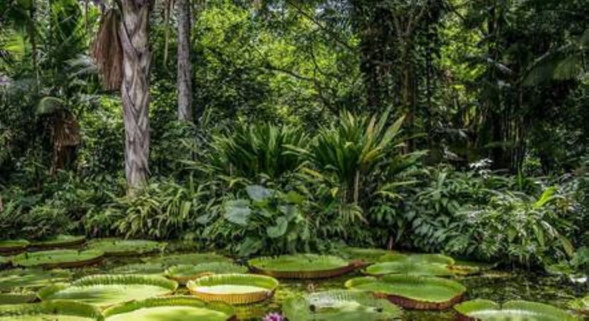 Após 40 dias desaparecido, piloto é achado vivo na região amazônica