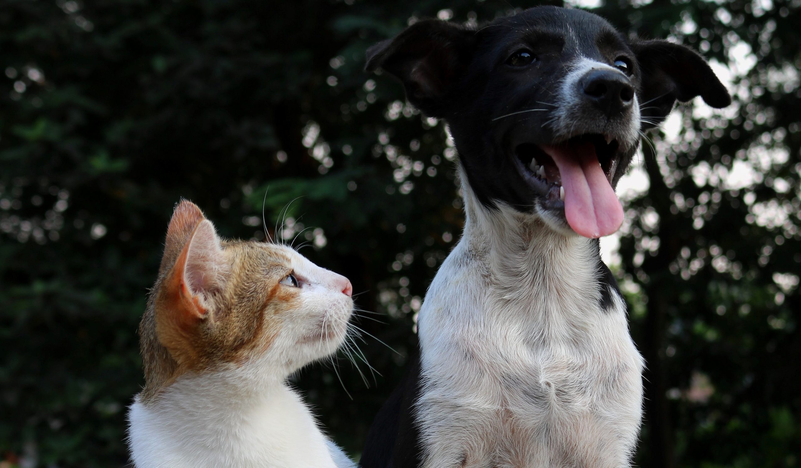 Com chegada do inverno, doenças respiratórias em pets aparecem com maior frequência e exigem muita atenção dos tutores 