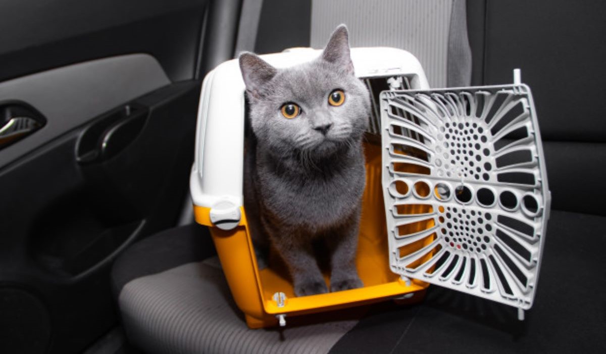 10 dicas para transportar seu pet sem estresse