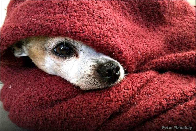 O inverno chegou: 10 dicas de cuidados com os pets na estação mais fria do ano