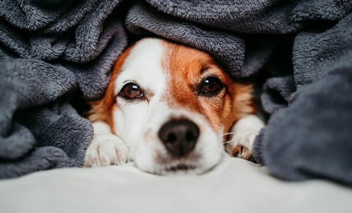 Frente fria chegando: como preparar a casa para os pets?