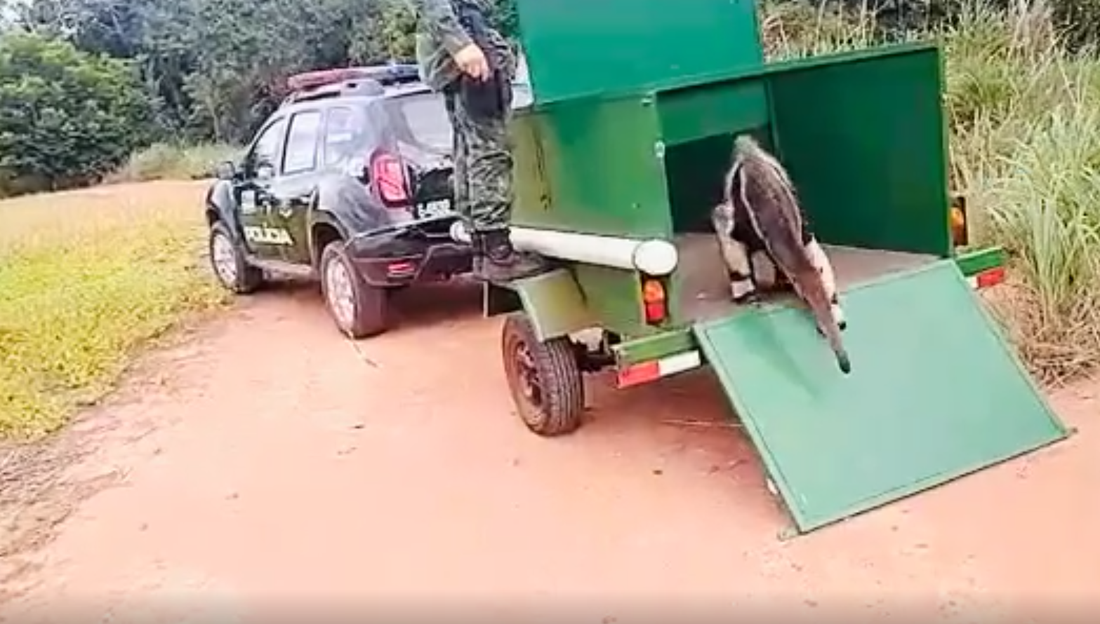 Polícia Ambiental resgata tamanduá-bandeira e o devolve ao seu habitat