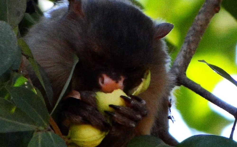 Sema alerta: Alimentar animais silvestres em parques estaduais pode gerar multa de até R$ 10 mil