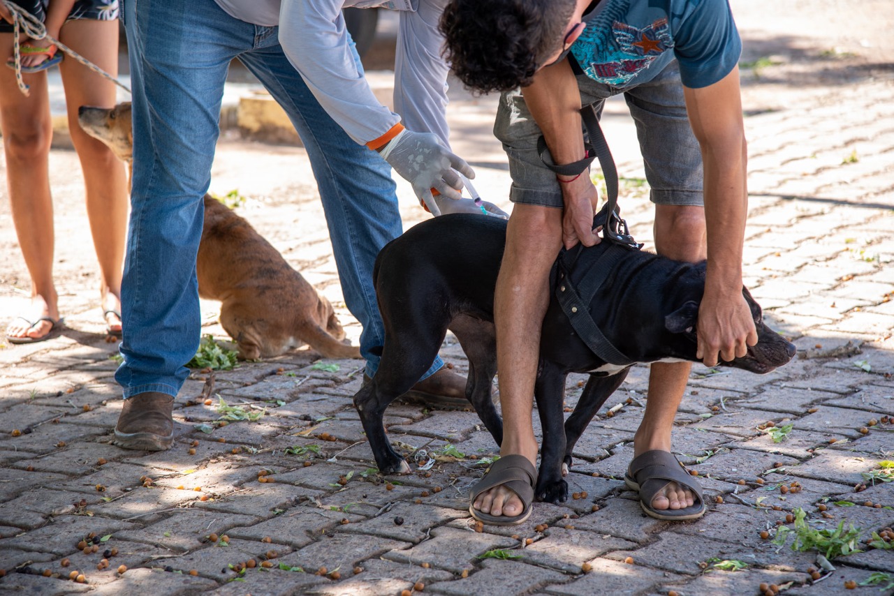 Rondonópolis | Prefeitura realiza vacinação antirrábica de cães e gatos no CS Amparo e ESF CAIC