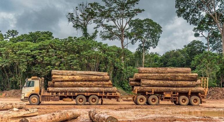 Amazônia perde o equivalente a 3 cidades de São Paulo em madeira