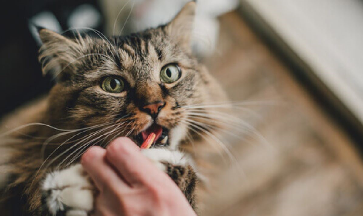 Como Medicar Felinos