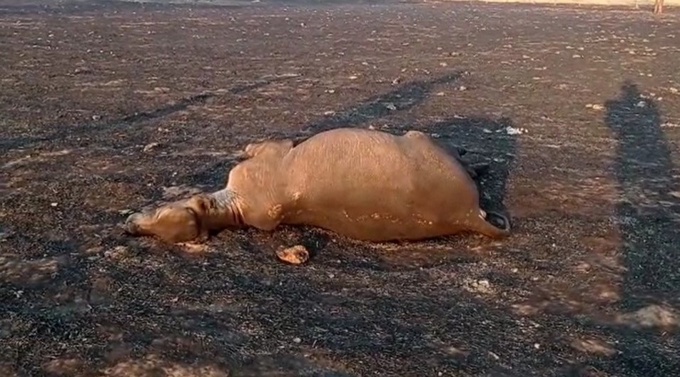 Mato Grosso | Incêndio mata 30 cabeças de gado e destrói 1,5 mil hectares de fazenda