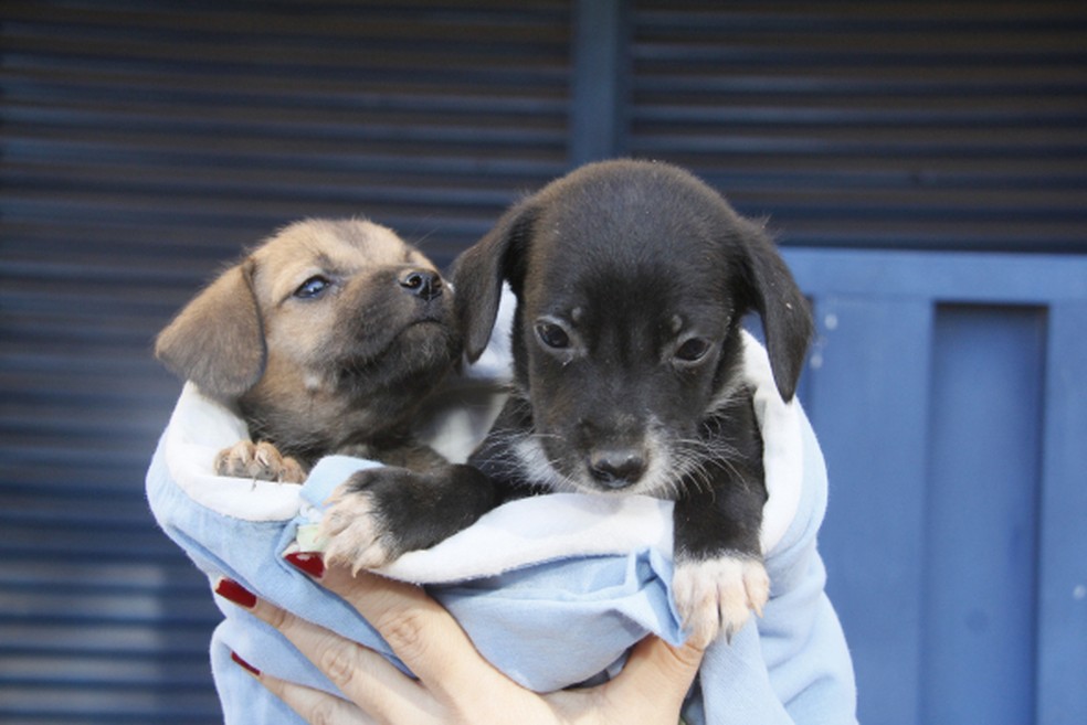 Prefeitura de Cuiabá anuncia Banco de Ração e chipagem de cães e gatos