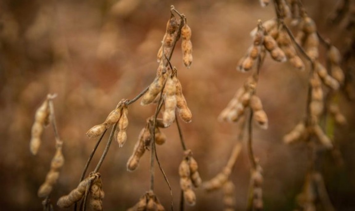 Custo de produção da soja sobe 22% em Mato Grosso se comparado com a última safra