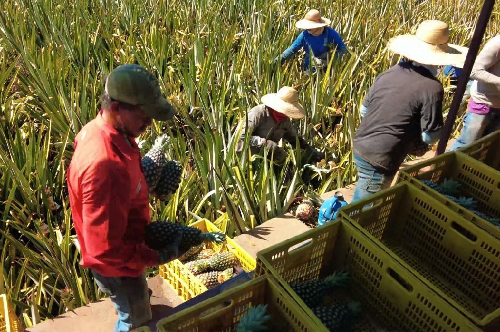 Mato Grosso | Produtor diversifica cultivo de abacaxi com a soja e resultado surpreende