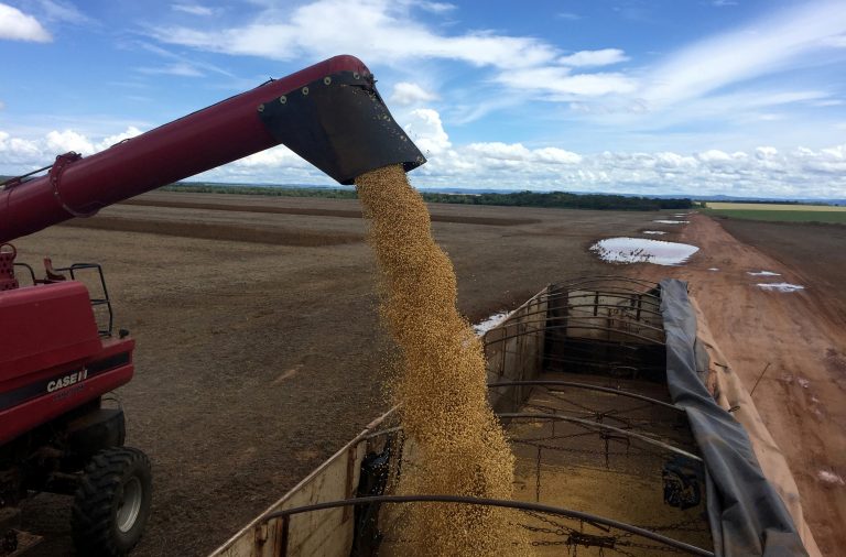 Lucratividade da soja aperta no Brasil, avalia DATAGRO Grãos