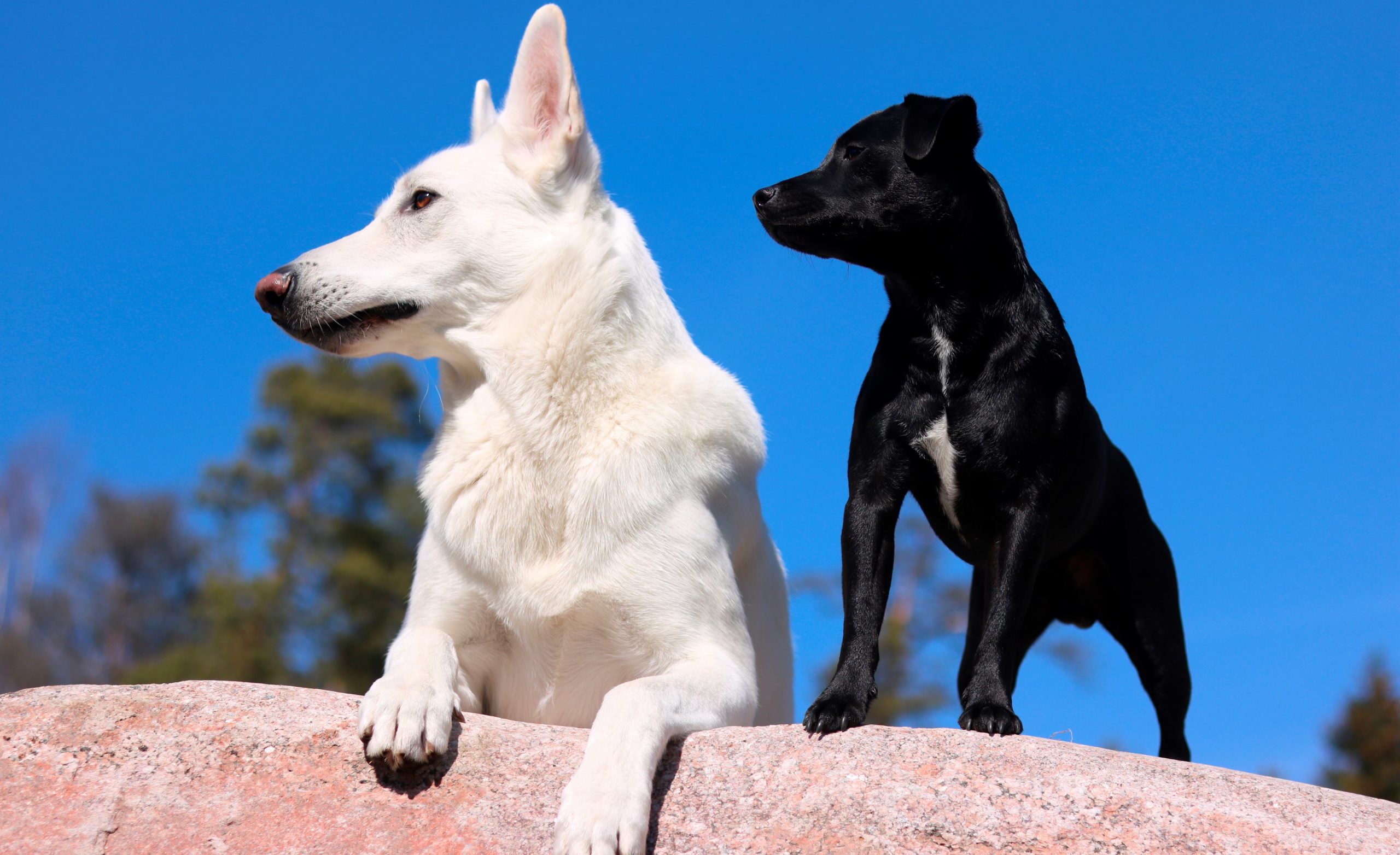 Além da coceira, doenças transmitidas por carrapatos podem ser fatais para cães