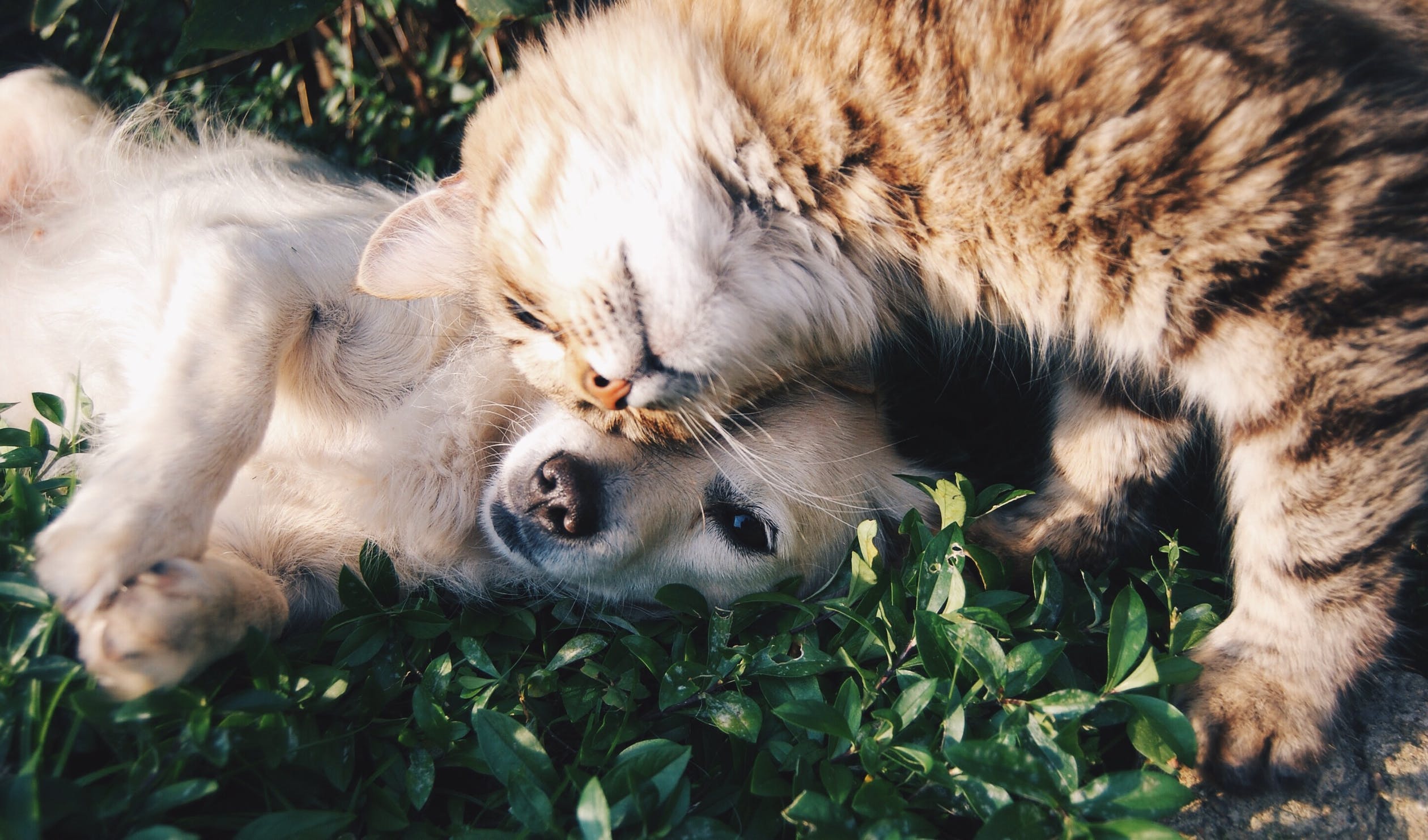 Cuidados para tomar com o seu pet neste verão