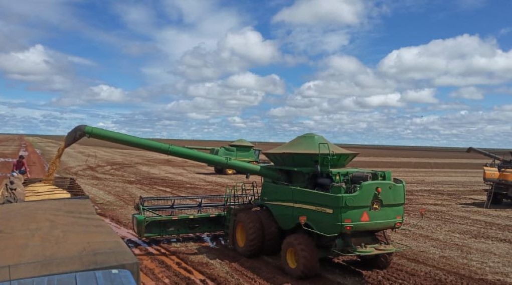 Soja convencional é cultivada por indígenas do Chapadão do Parecis, em Mato Grosso