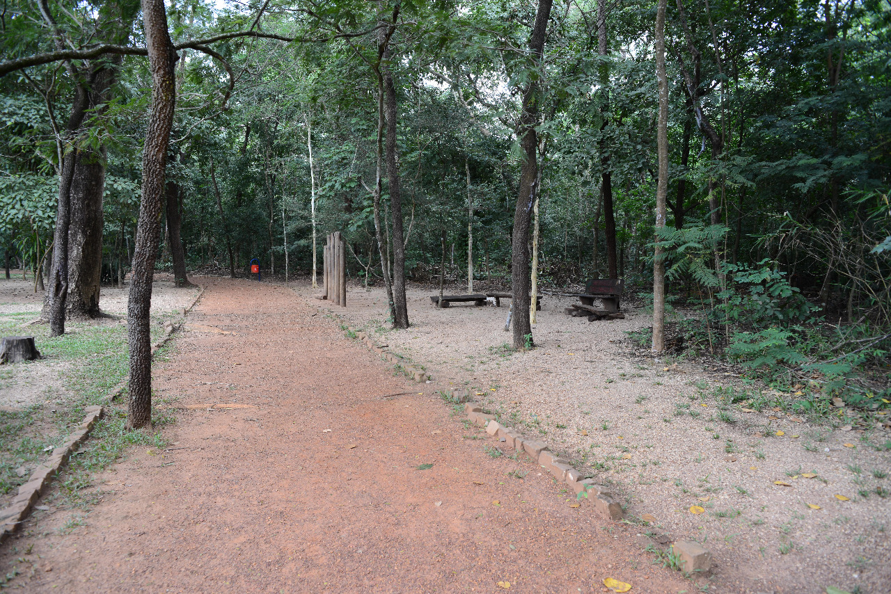 Semana do Meio Ambiente tem palestras, doações de mudas, trilhas ecológicas e ações de preservação ambiental