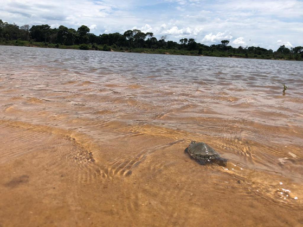 Sema solta mais de 200 tartarugas capturadas ilegalmente no Parque Estadual do Araguaia