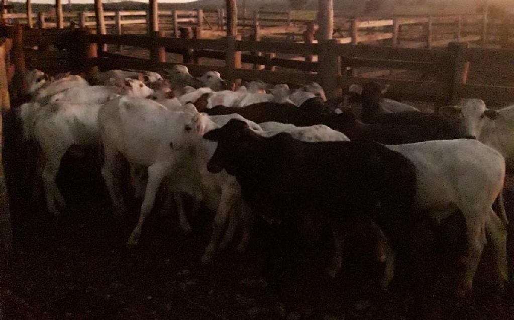 Polícia Civil recupera carreta carregada de gado roubada em fazenda de Nobres