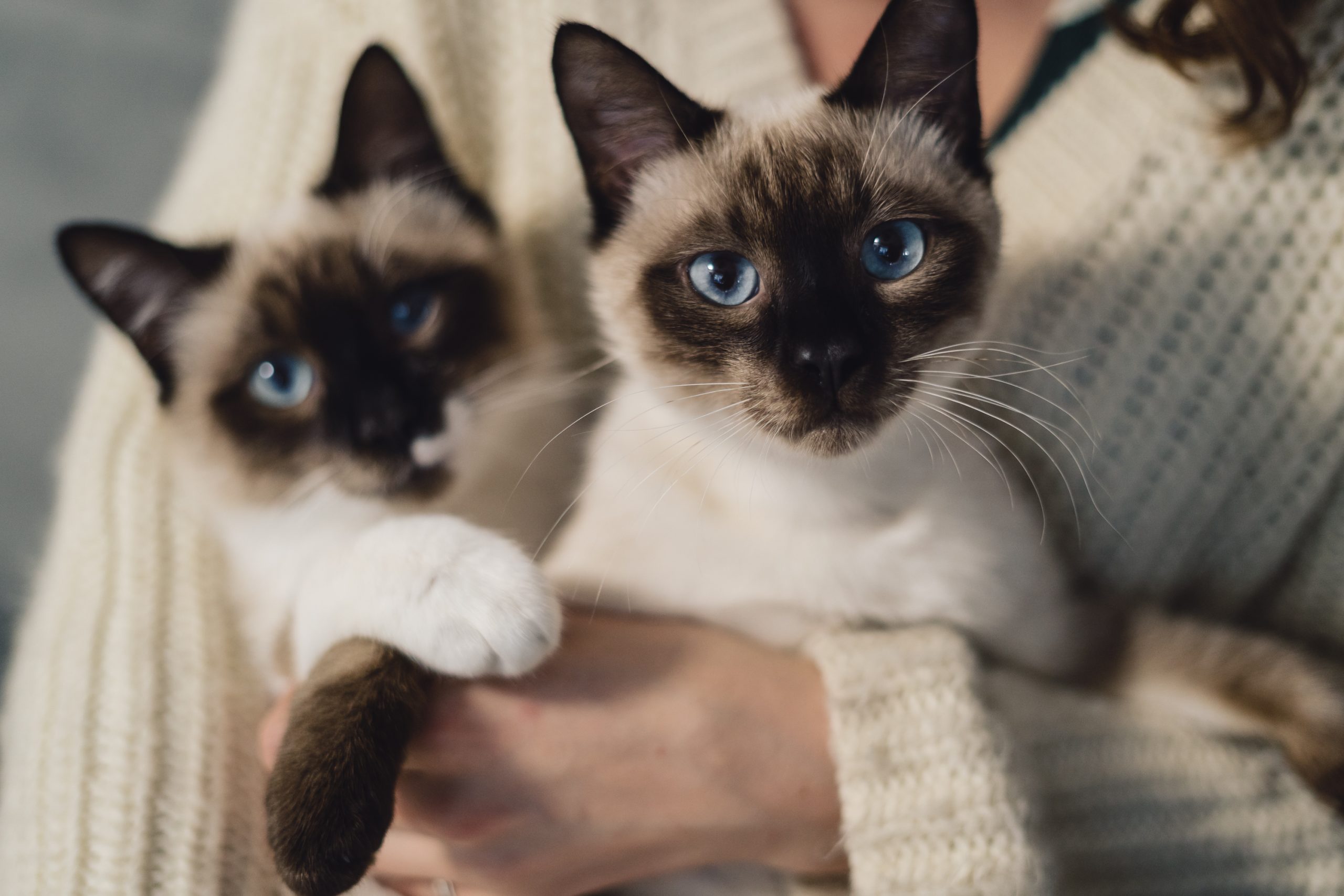 Gatos lideram crescimento nos lares brasileiros, mas você sabe quais os principais cuidados com esses pets? 