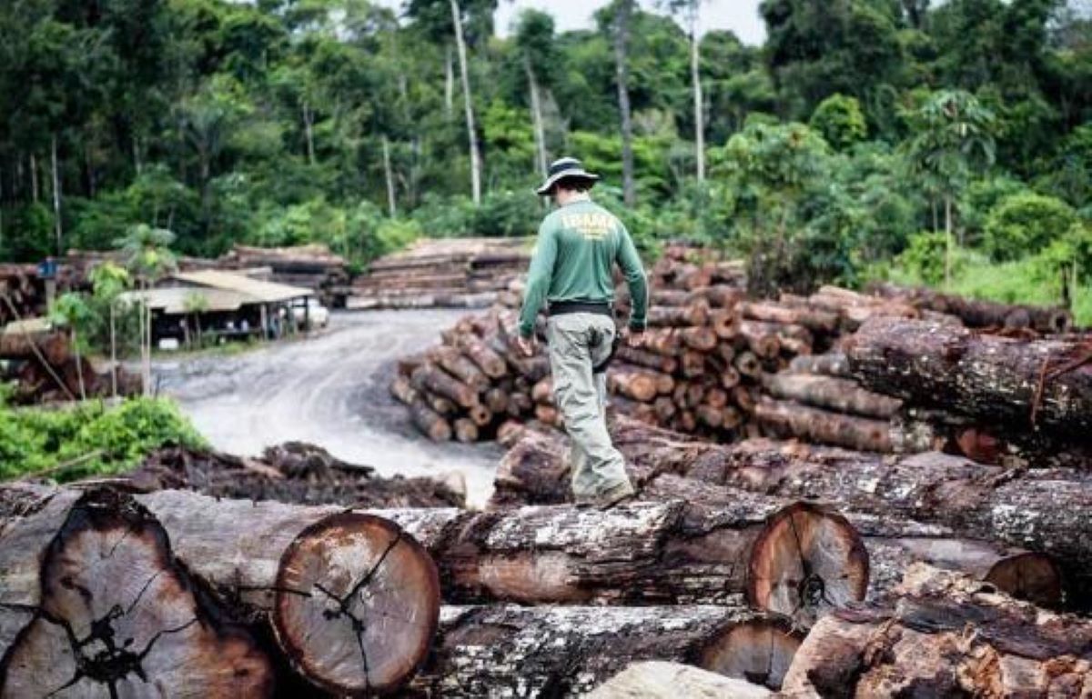 Mato Grosso concentra 70% da exploração ilegal de madeira na Amazônia