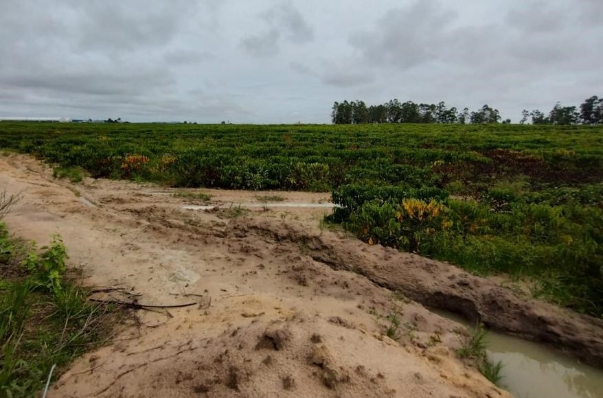 Excesso de chuva pode impactar as principais regiões produtoras