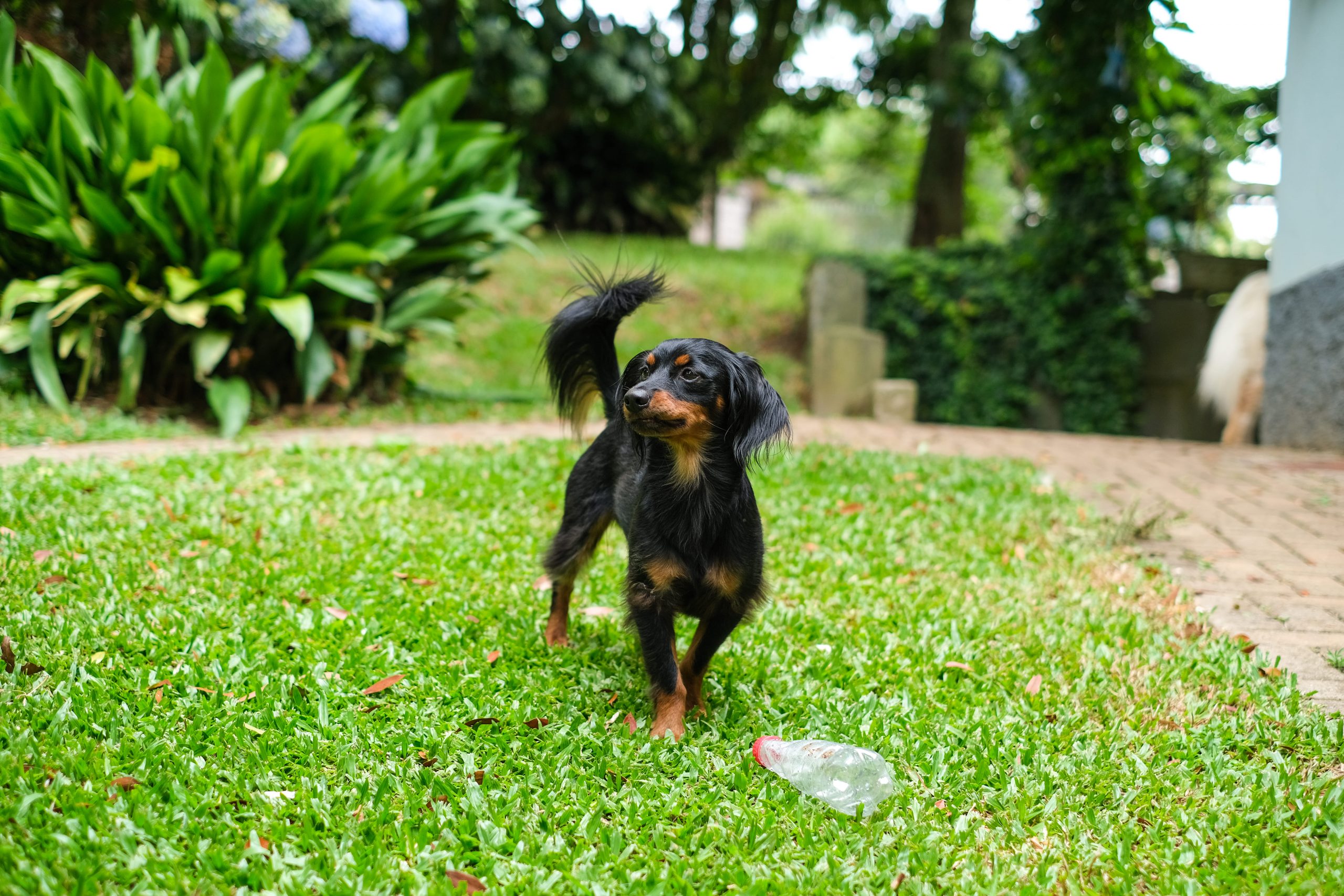 Entenda quais cuidados ter com o pet no verão