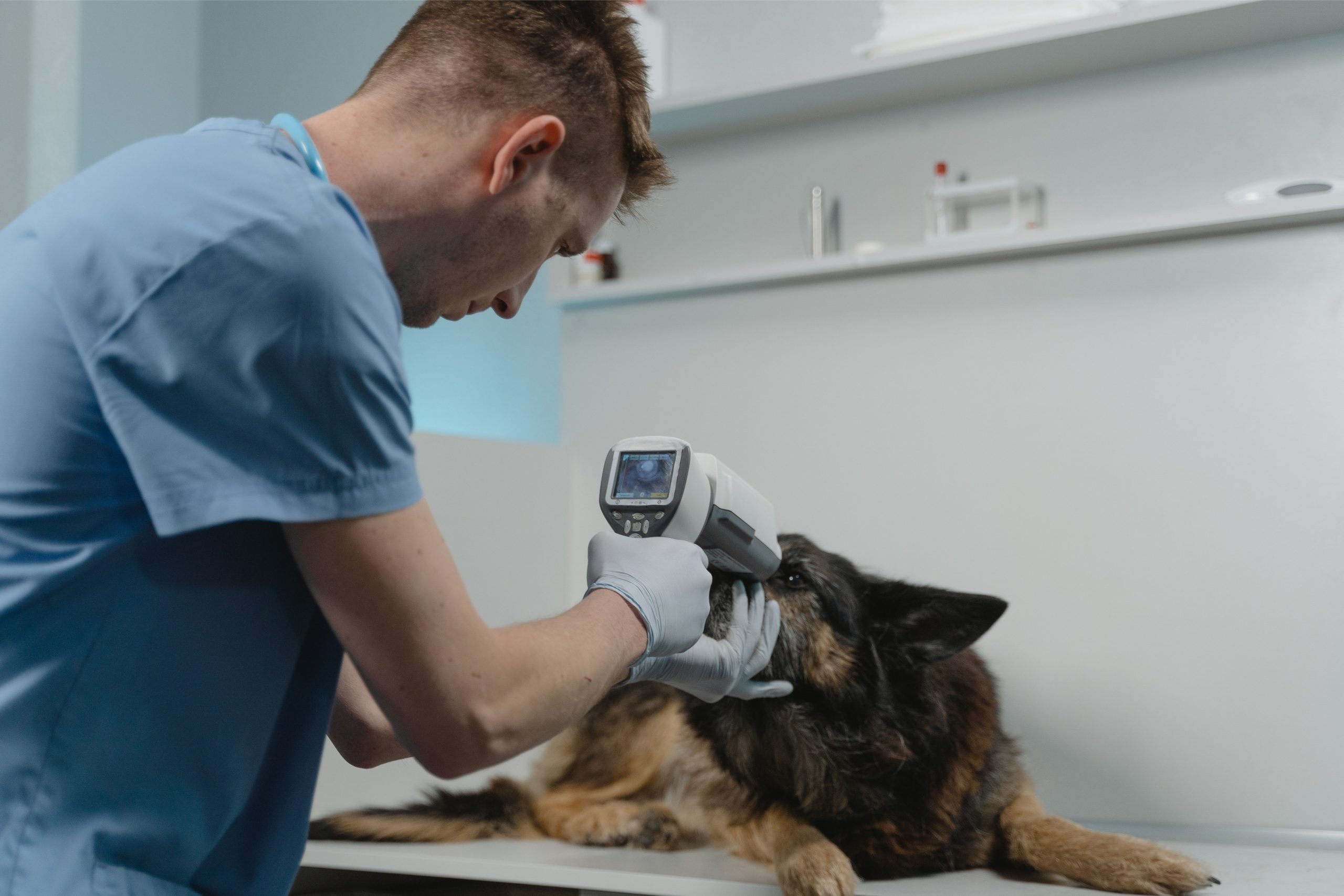 Congresso sobre cannabis medicial debate avanços para o uso veterinário