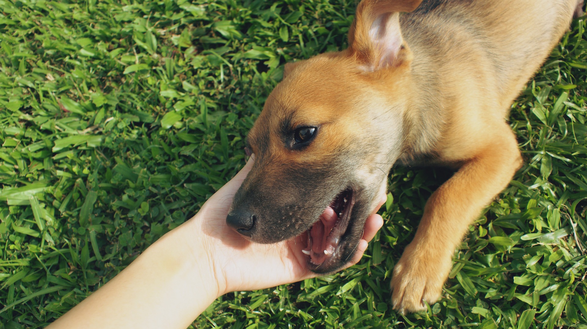 Agosto Verde: leishmaniose visceral tem 3,2 mil novos casos em humanos por ano; para cada pessoa afetada, há 200 cães infectados 