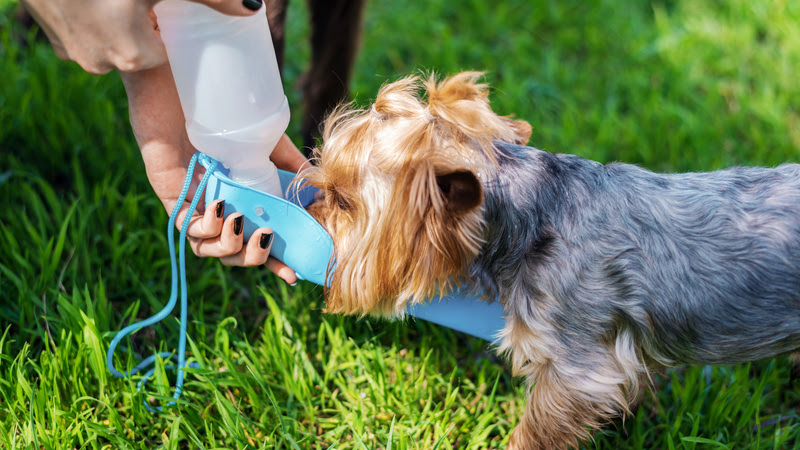 Hipertermia e desidratação nos pets: saiba quais cuidados tomar nesses dias de calor intenso